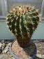 Preview: Ferocactus schwarzii